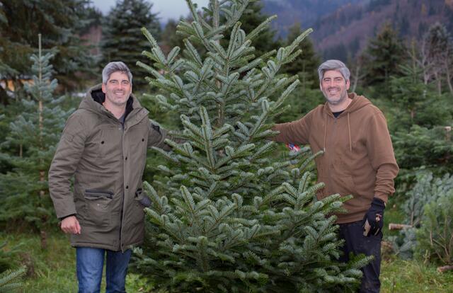 Hubert und Gerold Taschek starten mit dem Verkauf der Christbäume. Der Trend geht in Richtung Selberschneiden. | Foto: RegionalMedien