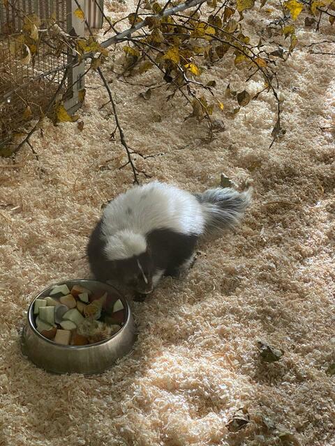 Bevor es ins neue gute Zuhause geht, wird das Stinktier im Tierschutzhaus bestens versorgt. | Foto: Tierschutz Austria