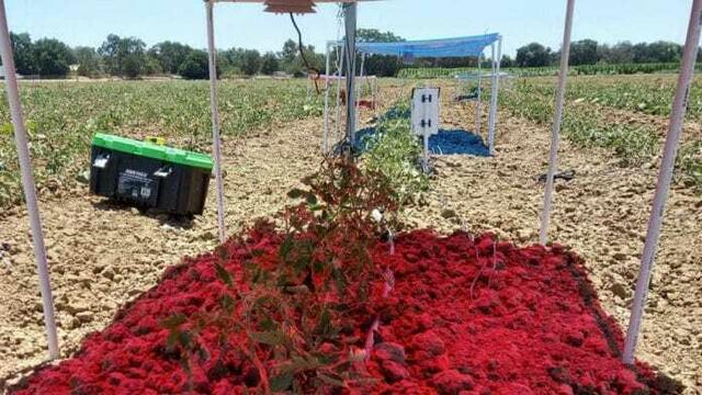 Rotes Licht ist gut für Tomaten und blaues gut für Photovoltaik. Wie können Sie dies in Ihr nächstes Agrar-Photovoltaik-Projekt übertragen? | Foto: Internet