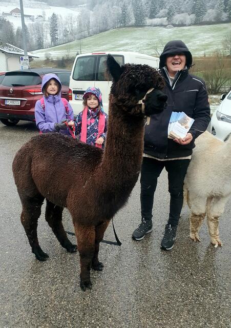 Alpakas on tour | Foto: Erika Kollmann-Till 