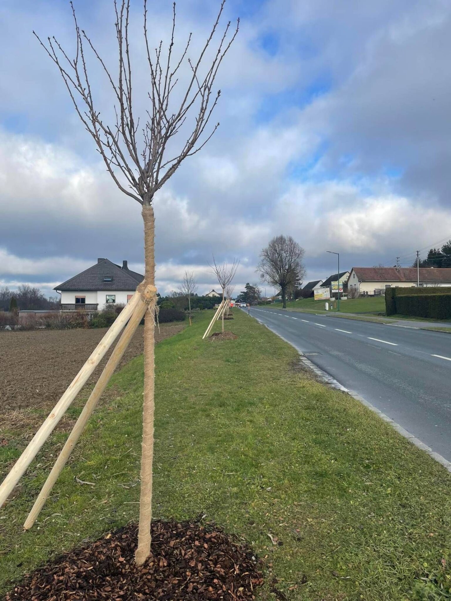 Anpflanzungen 36 neue Bäume für Rohrbrunn und Deutsch Kaltenbrunn