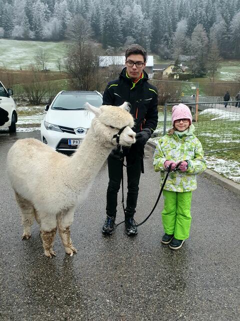 Alpakas on tour | Foto: Erika Kollmann-Till 