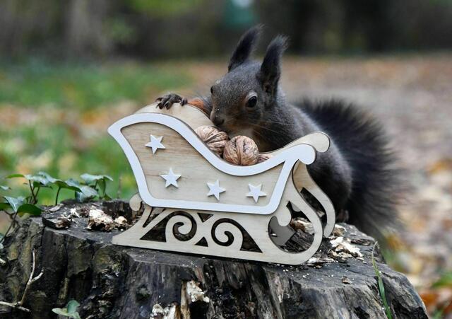 Eichhörnchen sind sehr neugierig und untersuchen alles, die Belohnung ist die Nuss (oder alle Nüsse, die es sich geholt hat :)) LG Gaby  
