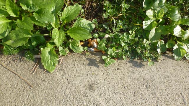 Grüner Aschenbecher in Graz, oder wie entsorge ich meinen Tschickstummel am einfachsten :-(