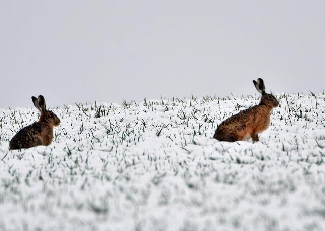 Schneehasen | Foto: A. Gasselsberger