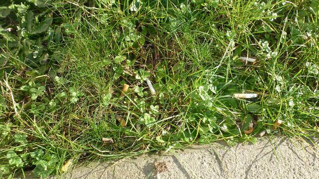 Grüner Aschenbecher in Graz, oder wie entsorge ich meinen Tschickstummel am einfachsten :-(