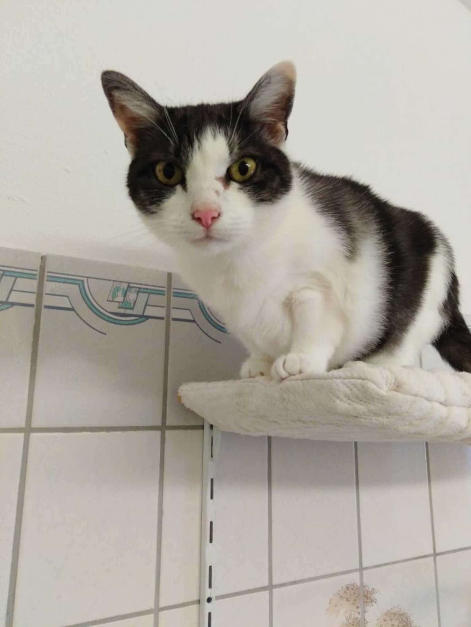 &amp;quot;Wer will mich&amp;quot; aus dem Welser Tierheim: Katze Charlie ist eine echte ...