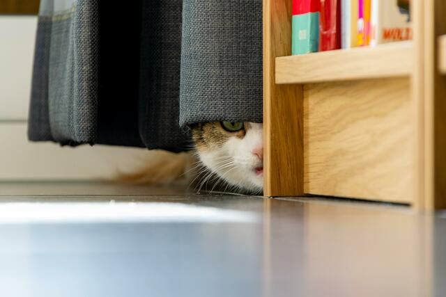 Ein sicherer Rückzugsort ist für Hund und Katz besonders wichtig. | Foto: unsplash