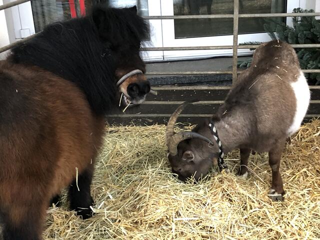 Zirkusleiter Alfoni betreut die Tiere am Kirchplatz. | Foto: Pfarre Linz-St. Peter