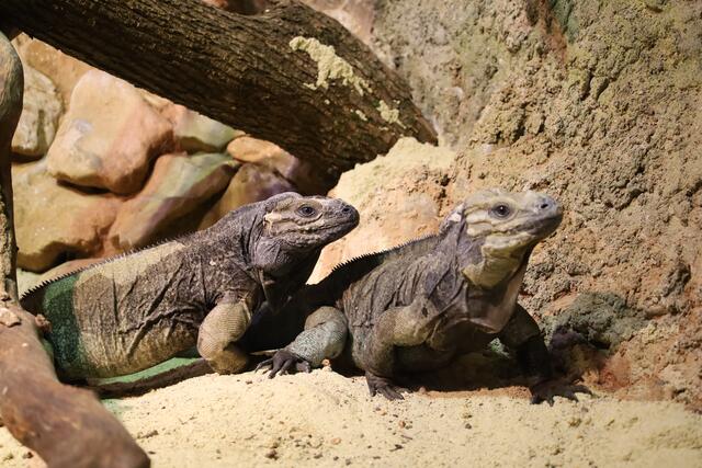 Hansi und Resi sollen schon bald für Nachwuchs sorgen. | Foto: Zoo Linz