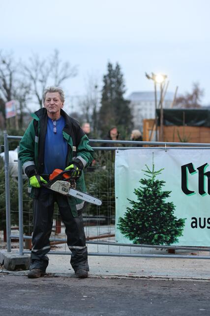 Hermann Dicht in seinem Element: Ein Baum mit zwei Metern braucht zehn, zwölf Jahre, bis er geerntet werden kann. | Foto: Reischl