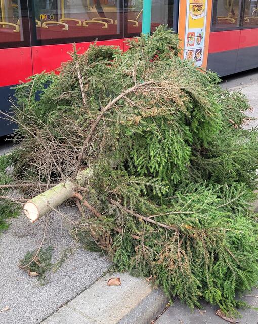 Ein lebender Jungbaum wurde umgesägt und zur Bim-Station Pötzleinsdorf gelegt. Ein weiterer bereits gefällter aber geschmückter Christbaum geköpft. Nun stehen mögliche Strafen fest. | Foto: Knoll