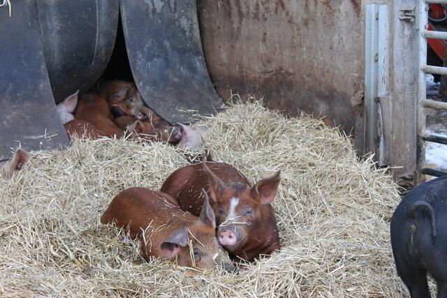 Rund 150 Schweine leben am Hof. | Foto: Latzelsberger