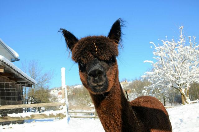In St. Thomas eine Alpaka-Wanderung mit Glühwein und Lagerfeuer unternehmen.
 | Foto: oberstein-alpacas.at