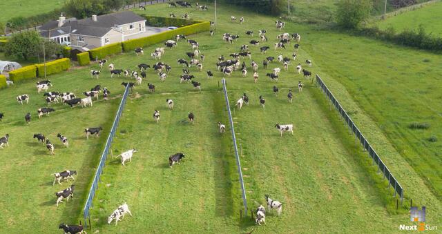 Eigenverbrauchsanlage Irland mit Kuhweide. | Foto: Next2Sun