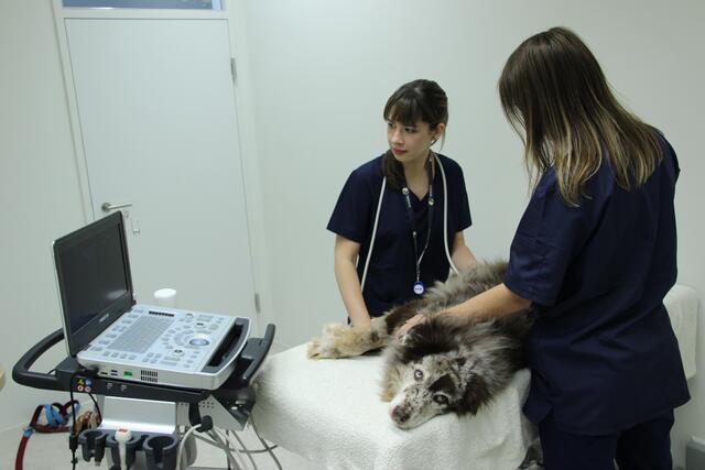 Es gibt moderne medizinische Ausstattung. | Foto: Vetklinikum