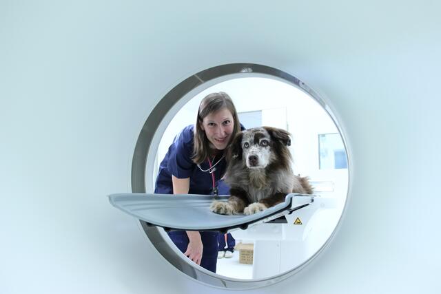 Im Vetklinikum gibt es auch MRTs für Hunde und Katzen. | Foto: Vetklinikum