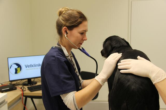 Foto: Vetklinikum