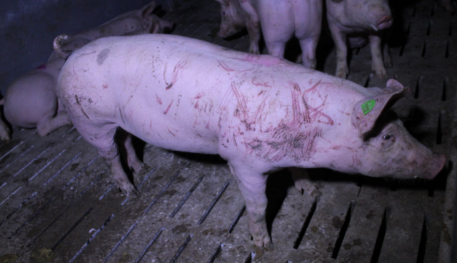 Imer wieder deckt der Verein gegen Tierfabriken die skandalösen Zustände in der Schweinehaltung auf. | Foto: Foto: VGT