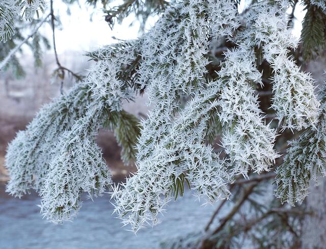 Frostiger Morgen: Die Natur hat Stacheln bekommen - Leoben