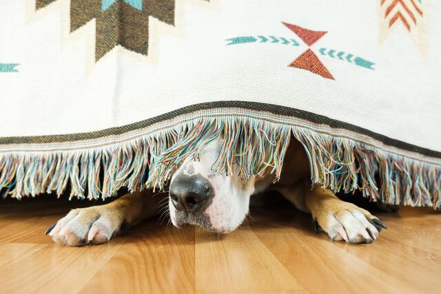 Nackte Angst: Vor allem Hunde leiden unter der Knallerei zu Silvester – und sie ist auch noch brandgefährlich. | Foto: stock.adobe.com/at/Photoboyko