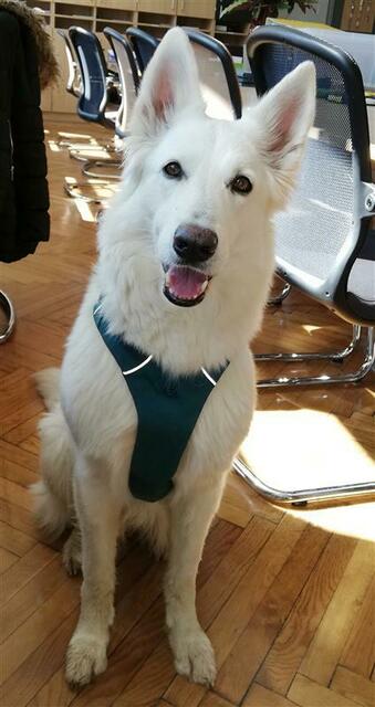 Der Hund Klio arbeitet auch in der Mittelschule Moßhammer. | Foto: Doris Pirker