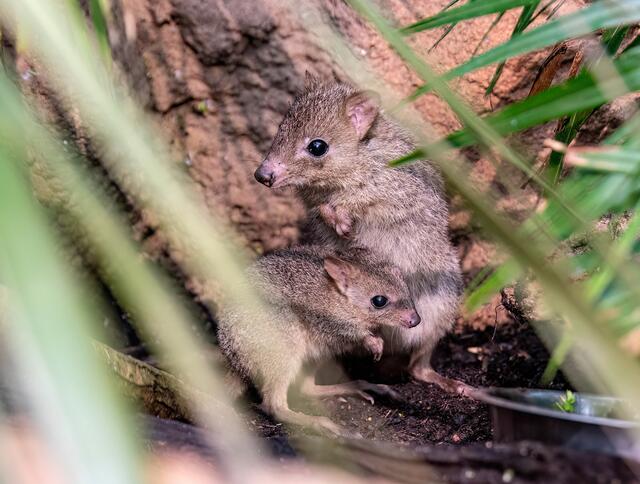 Der Nachwuchs versteckte sich bei seiner Mama in der Tasche. | Foto: Dominik Moser