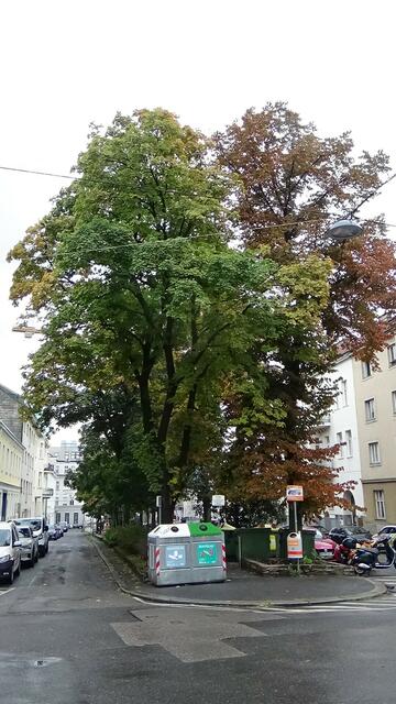 Droht diesem Baum in der Gatterburggasse durch Salstreuungen der langsame Tod? Das prangert die Initiative Zukunft Stadtbaum jedenfalls an. | Foto: Initiative Zukunft Stadtbaum