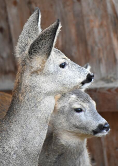 Foto: Wildtierstation Igelhof Aurachtal