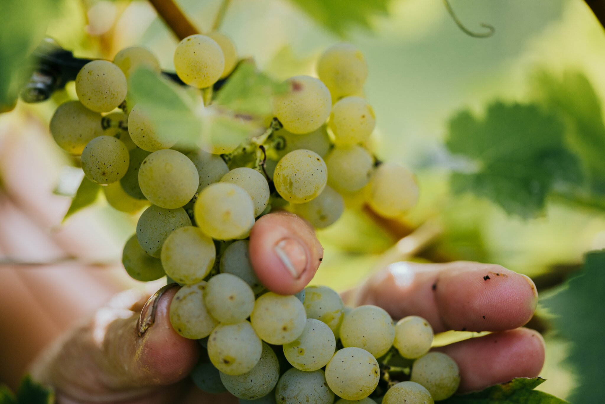 Böckser fordert Weinwirtschaft Wenn der neue Jahrgang nach faulen Eiern riecht Leibnitz Böckser fordert Weinwirtschaft Wenn der neue Jahrgang nach faulen Eiern riecht Leibnitz