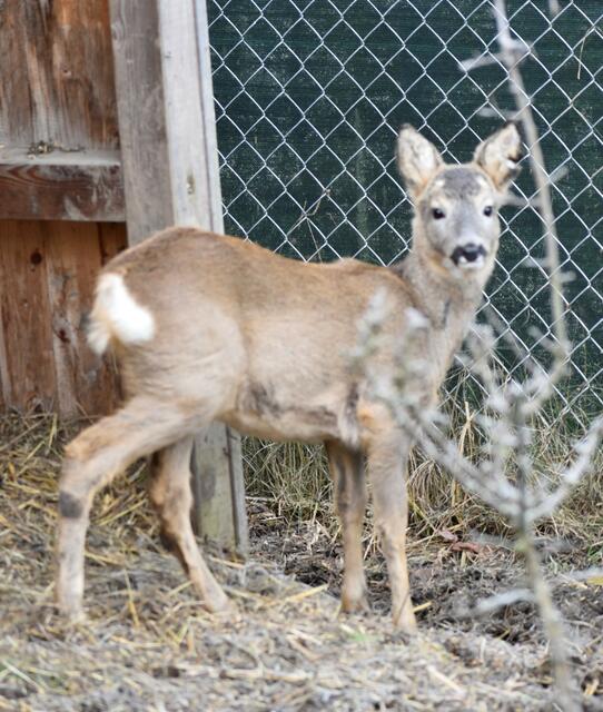 Foto: Wildtierstation Igelhof Aurachtal