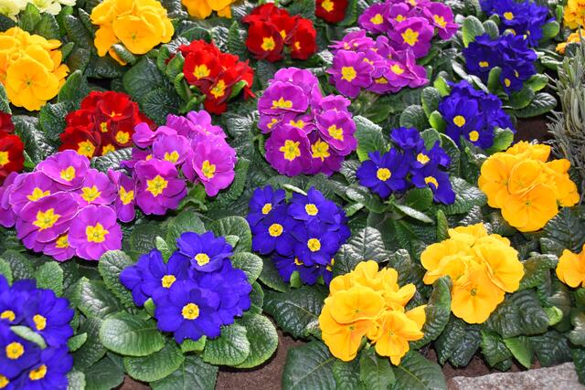 Foto: Michael Strini