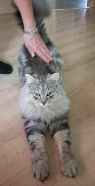 Herbert ist seit Silvester abgängig. | Foto: Privat