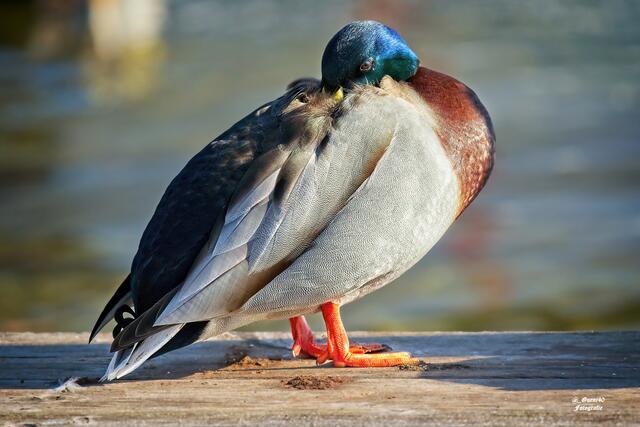 .......mei Güni,wie soll ich das angehen.....