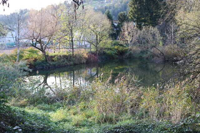 Der Levner Weiher ist ein Naturjuwel | Foto: Stadt Feldkirch