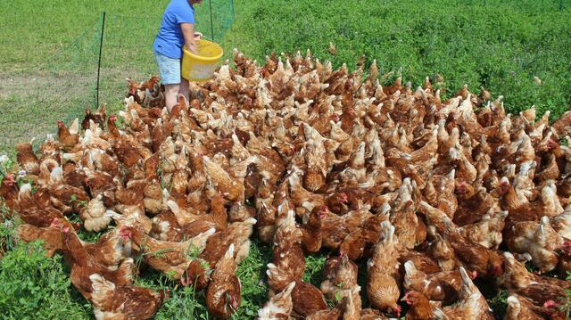 Aufgrund von in der Nähe aufgetretenen Fällen von Geflügelpest gilt seit 10. Jänner eine Stallpflicht in Risikogebieten. | Foto: Michael Hairer/Archiv