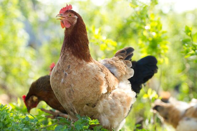 In Risikogebieten sind von den Geflügelhaltern bestimmte Maßnahmen umzusetzen. | Foto: panthermedia.net/labrador