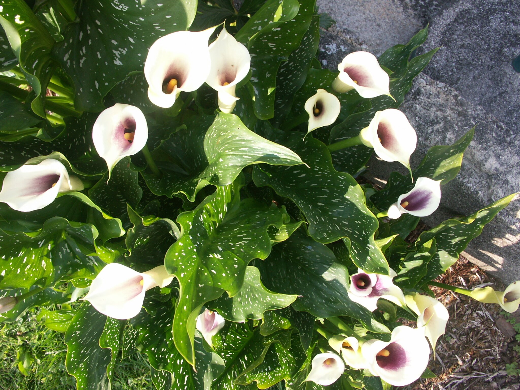 Callas im Garten Callas im Garten Baden
