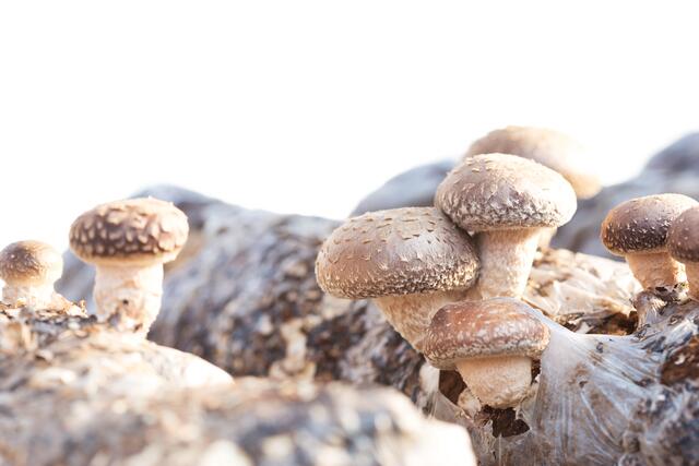 "Der Shitake-Pilz enthält 7 von 8 essentiellen Aminosäuren", sagt Claudia Holl.  | Foto: PantherMedia/zhudifeng