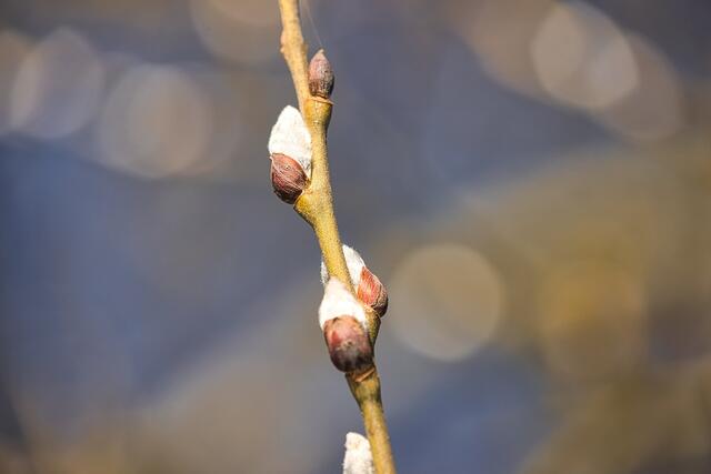 Was gibt es im Februar im Garten und Balkon zu erledigen?  | Foto: Pixabay/rh7np (Symbolbild)