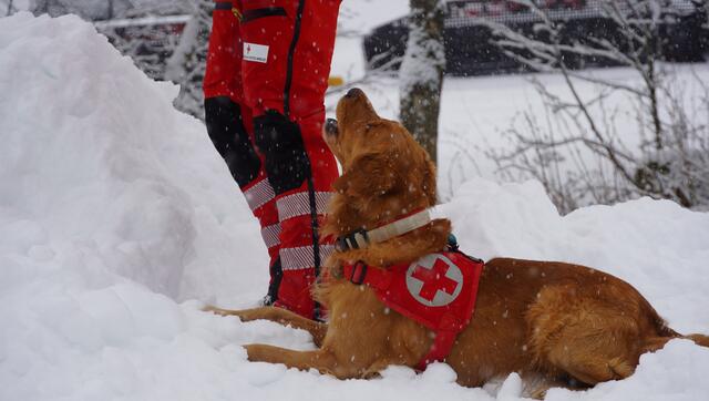 Auch Suchhund Forest nahm schnell die Fährte des Verschütteten auf.