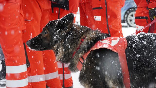 Bei starkem Schneefall präsentierte die Suchhundestaffel am Mittwoch ihr Können.