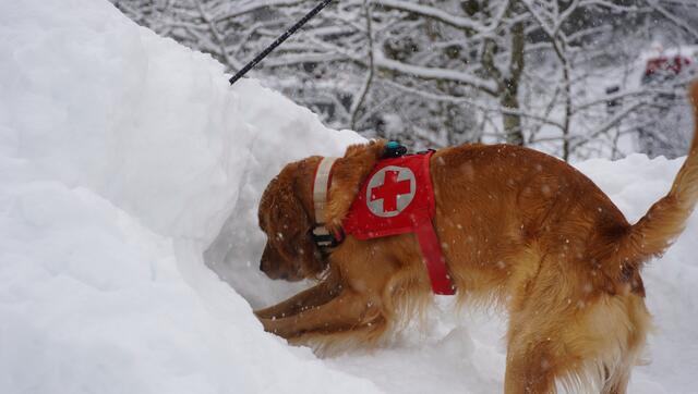 Die Lawinensuchhunde des Roten Kreuzes üben momentan im winterlichen Filzmoos für den Ernstfall.