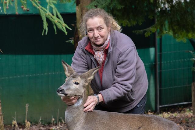 Rehe in freier Wildbahn sollte man nicht streicheln, das weiß Monika Grossmann, Obfrau des Vereins "Kleine Wildtiere in großer Not". Seit mehr als 20 Jahren stellt sie ihr Leben in den Dienst für Wildtiere. MeinBezirk berichtet sie von ihrer Arbeit in fordernden Zeiten. | Foto: Jorj Konstantinov