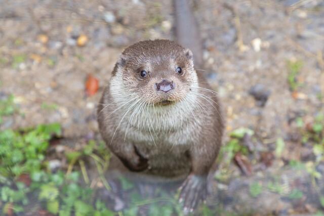 "Wirtschaftlich nicht relevant" sind Fischotter. Dass ab diesem Jahr bis zu 40 Otter zum Schutz von Teichen getötet werden dürfen, findet Großmann grausam und unnötig. | Foto: Jorj Konstantinov