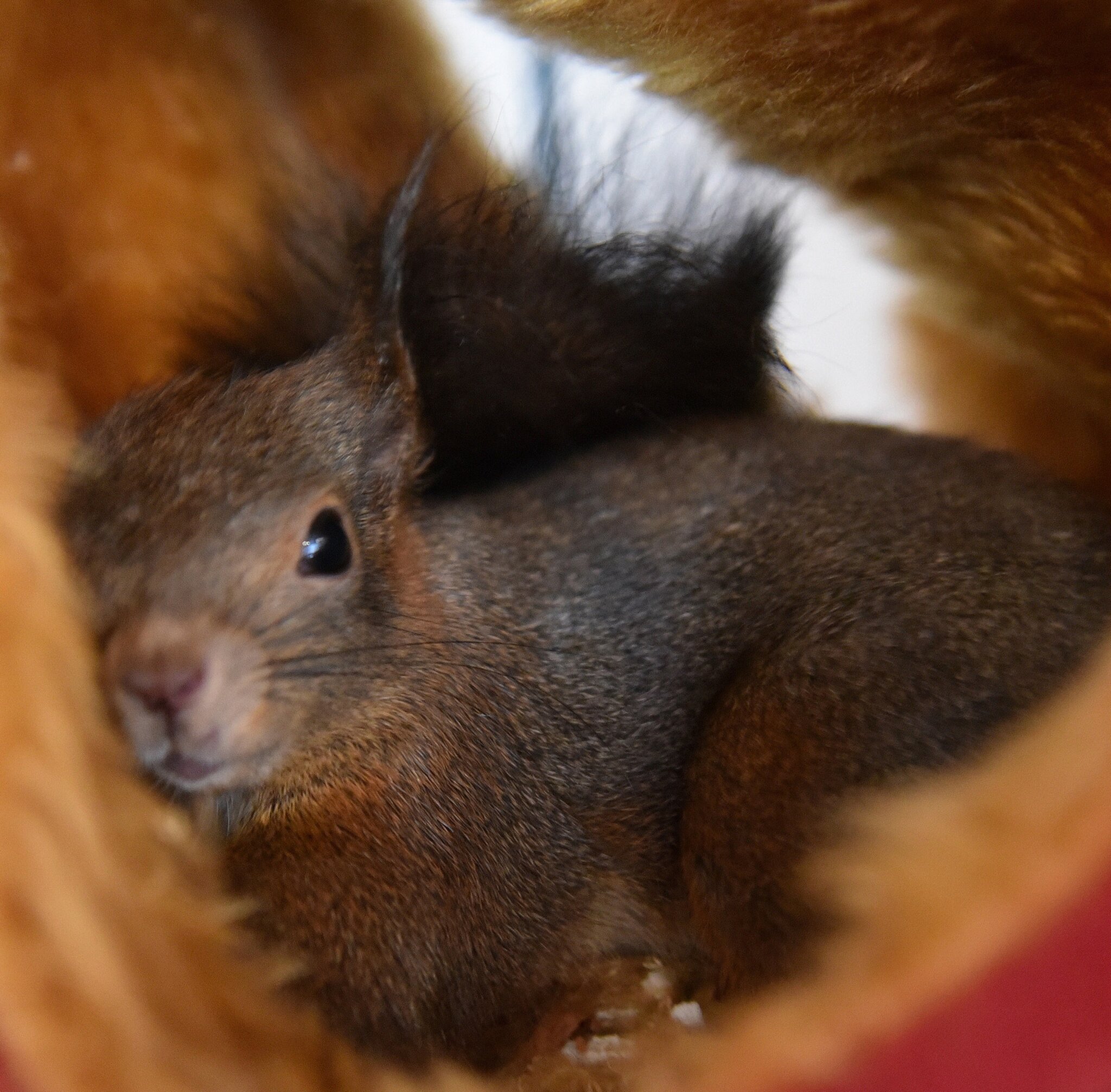 Wildtierstation Igelhof Aurachtal: Ab 1.2.2023 - Wir können wieder ...