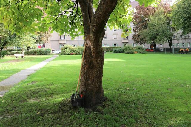 "Weil Bäume nicht ewig leben.", Antwort auf die Frage, ob die Fällung von Bäumen am Hadynplatz ausgeschlossen werden kann. | Foto: IKM