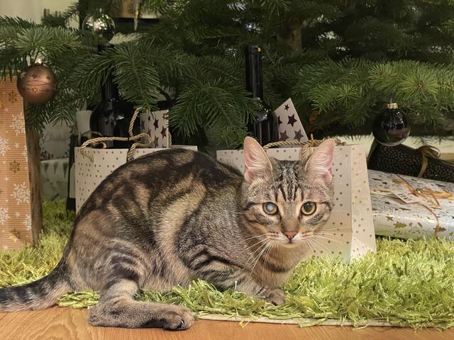 Gießhübl: Kater "Vivo" wird seit 13. Jänner vermisst. | Foto: privat