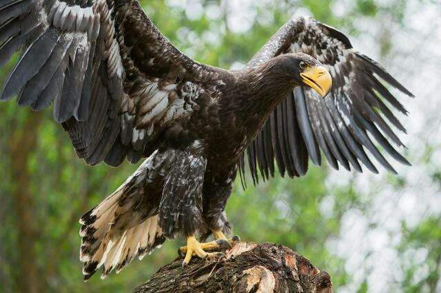 So sehen Riesenseeadler aus | Foto: Vogelpark Turnersee