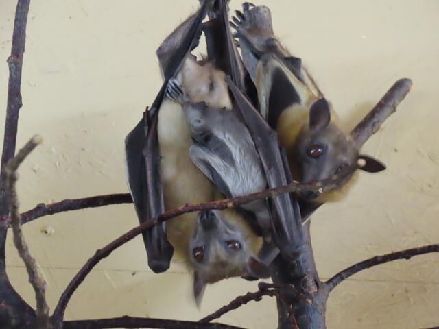 Die Palmenflughund-Babys in der Tierwelt Herberstein blicken schon ganz keck in die für sie noch unbekannte Welt. | Foto: Martha Moritz